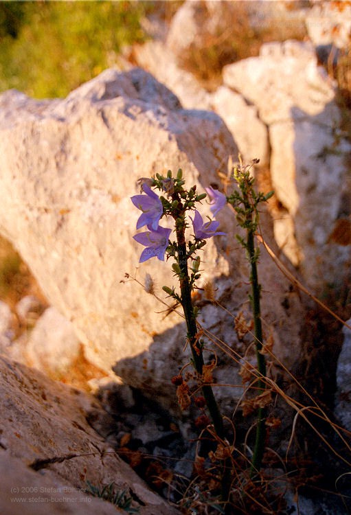 Lubenice - traumhaftes Bergdorf auf der Insel Cres an der kroatischen Adriaküste